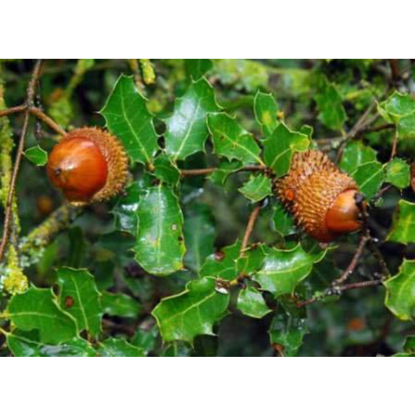 Quercus coccifera 30/40 m17                       