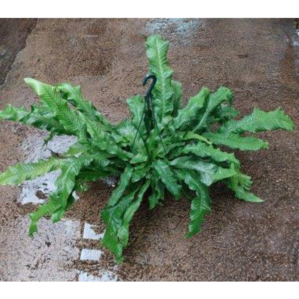 Asplenium microsorum cocodrilus c20               