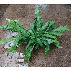 Asplenium microsorum cocodrilus c20               