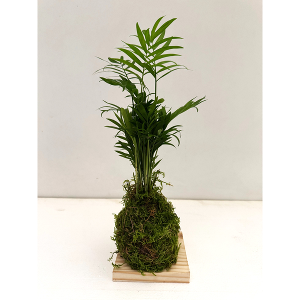 Kokedama chamaedorea                              