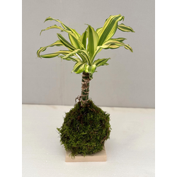 Kokedama Dracaena Gold Coast                      