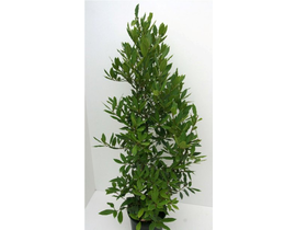 Laurus nobilis arbustivo 50/60 m18                