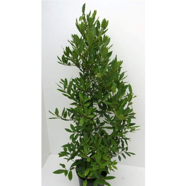 Laurus nobilis arbustivo 50/60 m18                