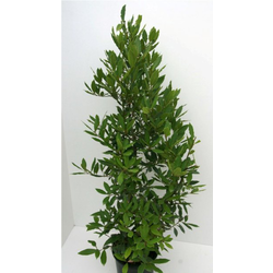 Laurus nobilis arbustivo 50/60 m18                