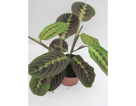 Maranta tricolor 12                               