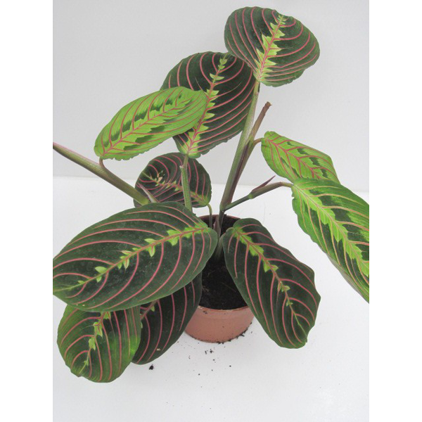 Maranta tricolor 12                               