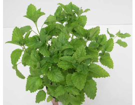 Melisa officinalis m11                            