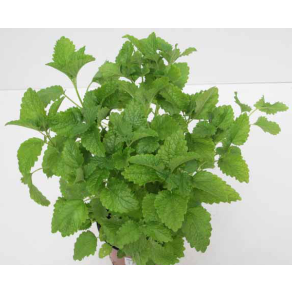 Melisa officinalis m11                            