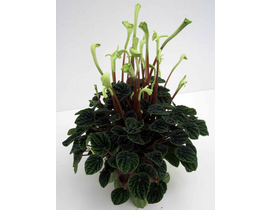 Peperomia caperata lilian m13                     