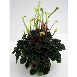 Peperomia caperata lilian m13                     