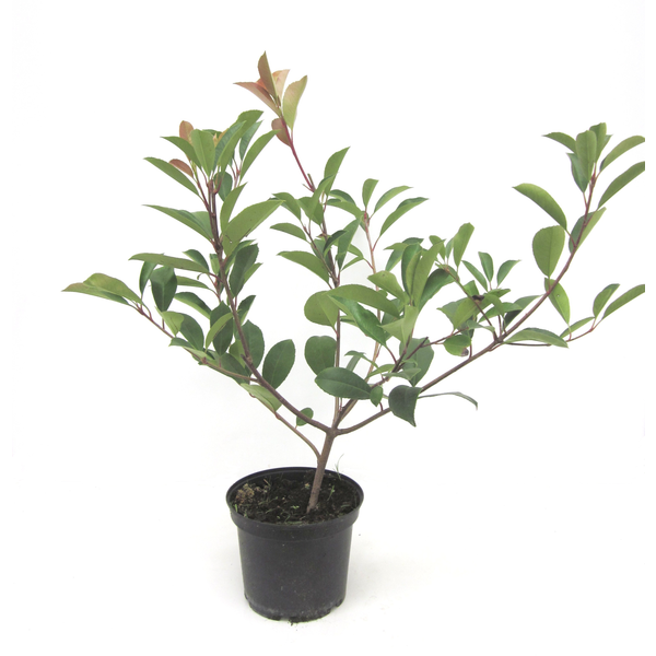 Photinia fras.red robin 3lt 40/50                 