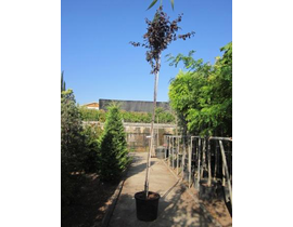 Prunus pisardi 80/100 7lt ES/09/250008            