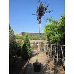 Prunus pisardi 80/100 7lt ES/09/250008            