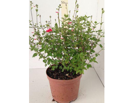 Salvia mix flor (solo roja) m13                   