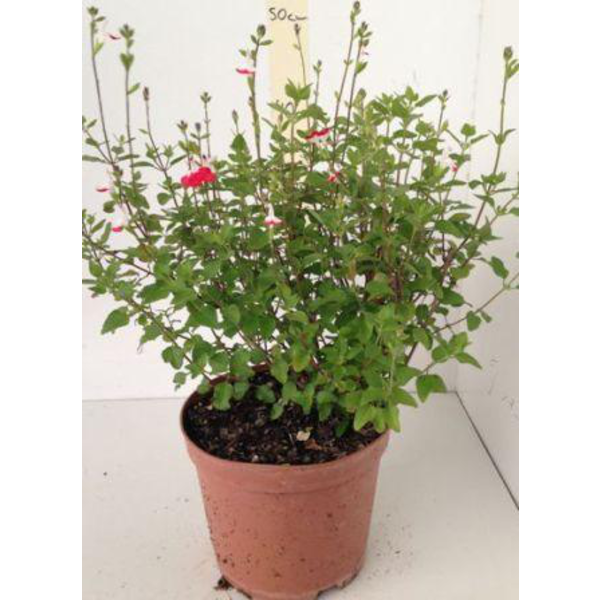 Salvia mix flor (solo roja) m13                   