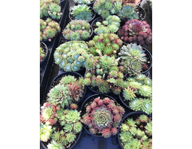 Sempervivum mix m9                                