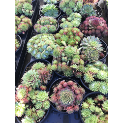 Sempervivum mix m9                                