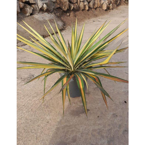 Yuca filamentosa variegata 20                     