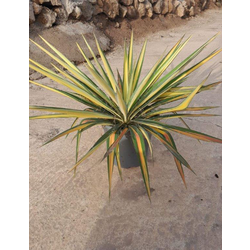 Yuca filamentosa variegata 20                     