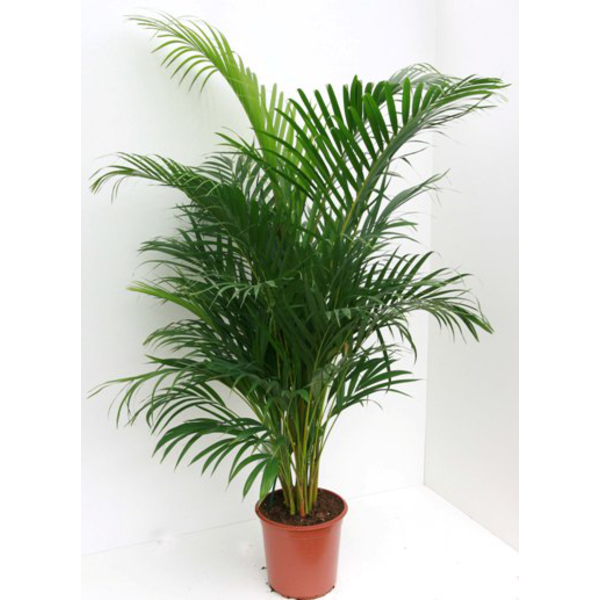 Areca m22 120/130                                 