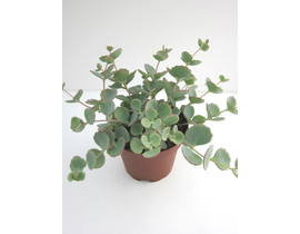 Sedum mix m11                                     