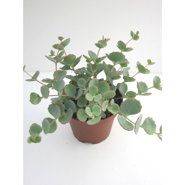 Sedum mix m11                                     