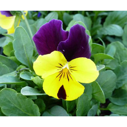 Viola cornuta 11                                  