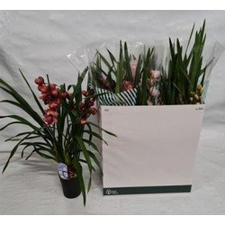 Cymbidium m14                                     