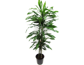 Dracaena janet craig 15/30/60 m21                 