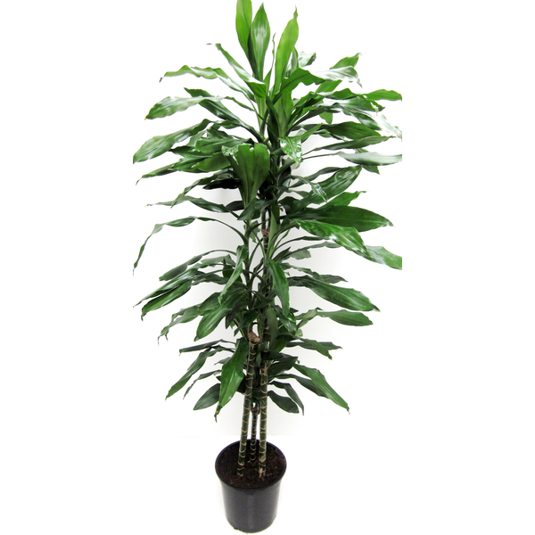 Dracaena janet craig 15/30/60 m21                 