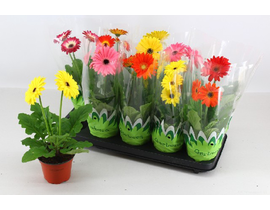 Gerbera mix m12                                   