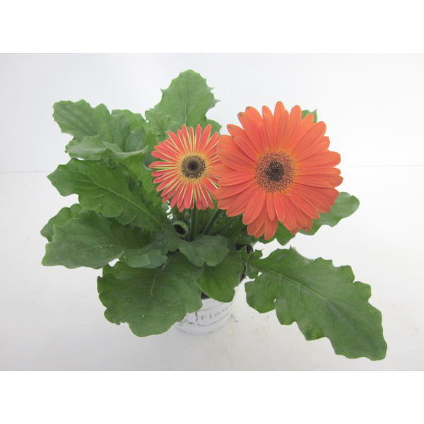 Gerbera mix m12                                   