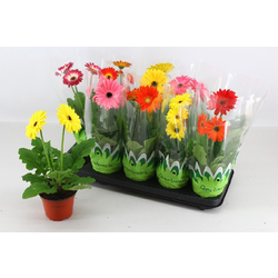 Gerbera mix m12                                   