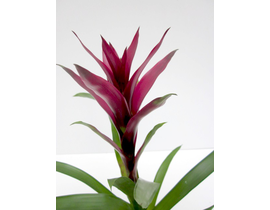 Guzmania mix m9                                   