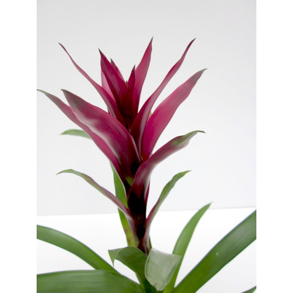 Guzmania mix m9                                   