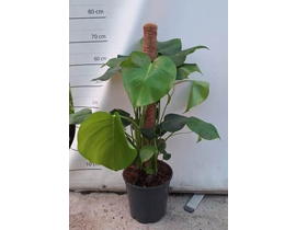 Philodendron pertusum tutor m22 80                