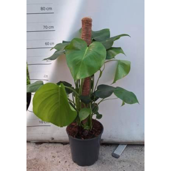 Philodendron pertusum tutor m22 80                