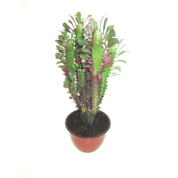 Euphorbia trigona rubra tarrina 16                