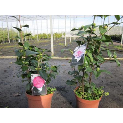 Camelia 40/60 3lt                                 