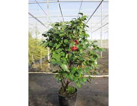 Camelia 90/110 m25                                