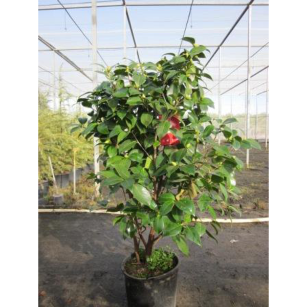 Camelia 90/110 m25                                